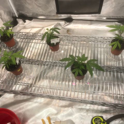 013121-D / “Jade Licorice” growlog photo: 11:05am
New shelf with lighting adjustability for plants growth 