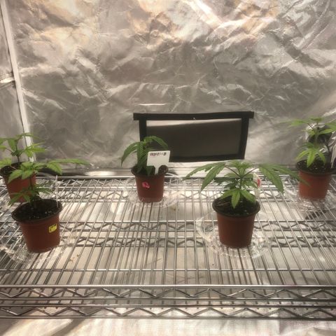 013121-D / “Jade Licorice” growlog photo: 11:05am
New shelf with lighting adjustability for plants growth 