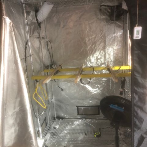 013121-D / “Jade Licorice” growlog photo: 11:05am
New shelf with lighting adjustability for plants growth 