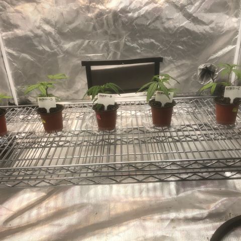 013121-D / “Jade Licorice” growlog photo: 11:05am
New shelf with lighting adjustability for plants growth 