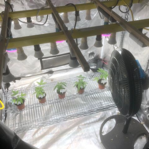 013121-D / “Jade Licorice” growlog photo: 11:05am
New shelf with lighting adjustability for plants growth 