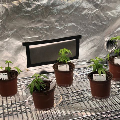 013121-D / “Jade Licorice” growlog photo: 5:30am