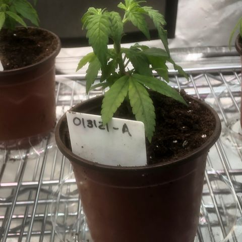 013121-A / Emerald “Jet Fuel” growlog photo: 5:30am