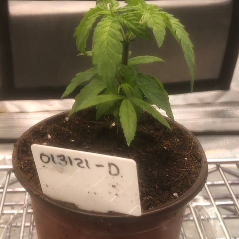 013121-D / “Jade Licorice” growlog photo: 5:30am