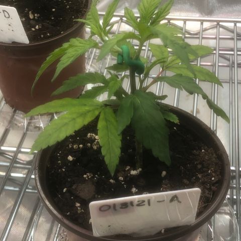 013121-A / Emerald “Jet Fuel” growlog timeline photo