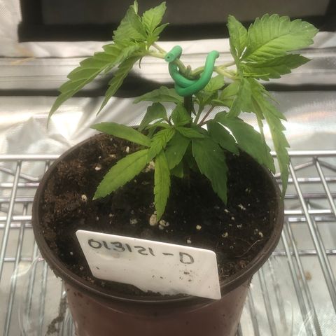 013121-D / “Jade Licorice” growlog timeline photo