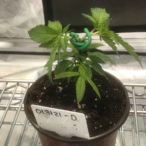 013121-D / “Jade Licorice” growlog timeline photo