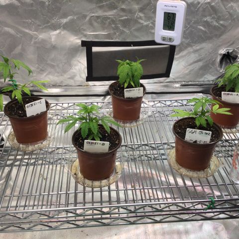 013121-D / “Jade Licorice” growlog photo: 8:10pm