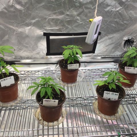 013121-D / “Jade Licorice” growlog photo: 5:50pm