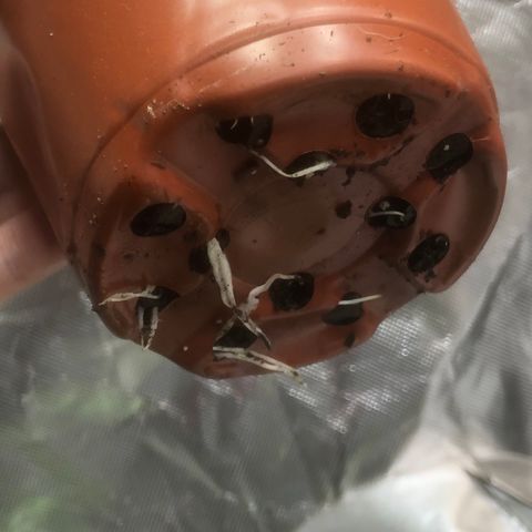 013121-A / Emerald “Jet Fuel” growlog photo: 1:50pm
Noticed roots coming out the bottom, time to transplant into 1gal pots with happy frog soil.