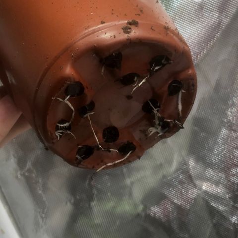 013121-D / “Jade Licorice” growlog photo: 1:50pm
Noticed roots coming out the bottom, time to transplant into 1gal pots with happy frog soil.