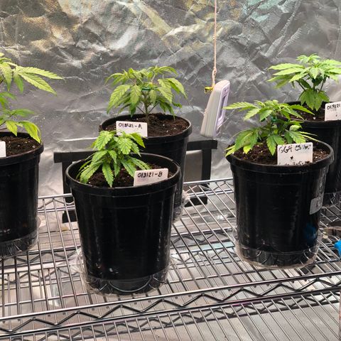 013121-D / “Jade Licorice” growlog photo: 2:15pm
Transplanted all into 1gal pots
