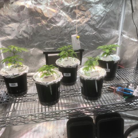 013121-D / “Jade Licorice” growlog photo: 11:15am
Tinfoil to reflect light back up, underneath the canopy.