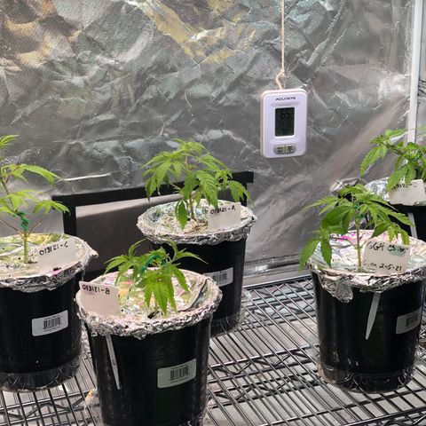 013121-D / “Jade Licorice” growlog photo: 9:30am