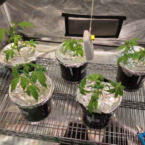 013121-D / “Jade Licorice” growlog photo: 4:30pm
After defoliating decided to low stress training. All green and happy 🌱 👍🏼