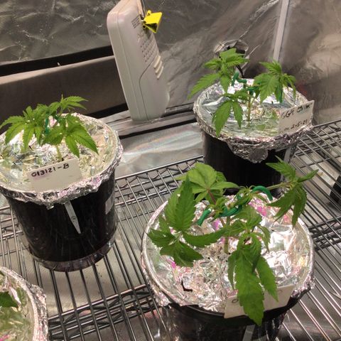 013121-D / “Jade Licorice” growlog photo: 4:30pm
After defoliating decided to low stress training. All green and happy 🌱 👍🏼