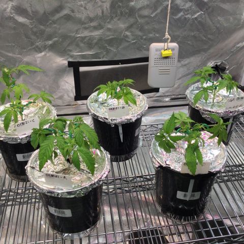 013121-D / “Jade Licorice” growlog photo: 4:30pm
After defoliating decided to low stress training. All green and happy 🌱 👍🏼