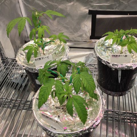 013121-D / “Jade Licorice” growlog photo: 4:30pm
After defoliating decided to low stress training. All green and happy 🌱 👍🏼