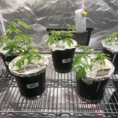 013121-D / “Jade Licorice” growlog photo: 9:30am
After trimming 