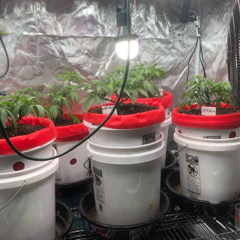 013121-D / “Jade Licorice” growlog photo: 6:15am
Everyone’s moved up to 5gal buckets👍🏻