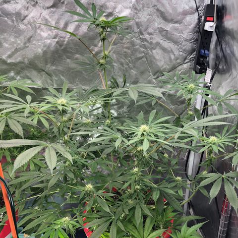 013121-A / Emerald “Jet Fuel” growlog photo: 2:00am
