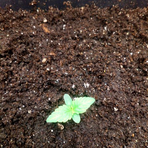 Princess Runtz  growlog photo: 6 days old and my babys looking healthy.
I watered her today with a litre of water with microrizen sprinked on as a top dressing. 