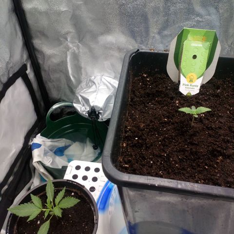 Princess Runtz  growlog timeline photo