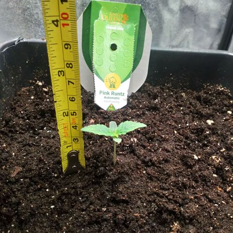 Princess Runtz  growlog photo: I measured her today and she is 4cm on day 6, 