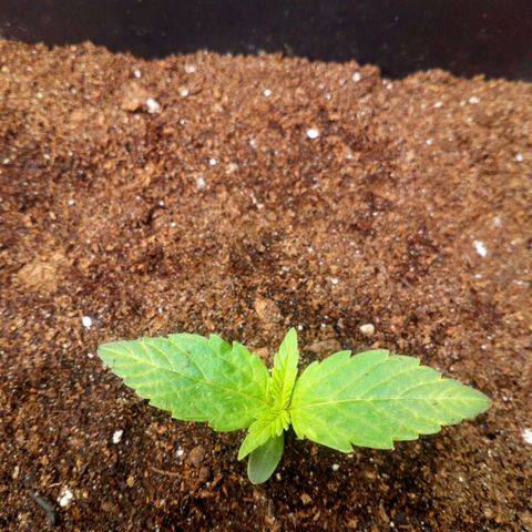 Princess Runtz  growlog photo: Shes looking good this morning,
I am going to start to put her outside in the day time as the sun is out properly now, when it gets dark ill put her under the marshydro ts600, then a couole of hours rest, well see how she goes 🪴🙏🏾💚🪴
