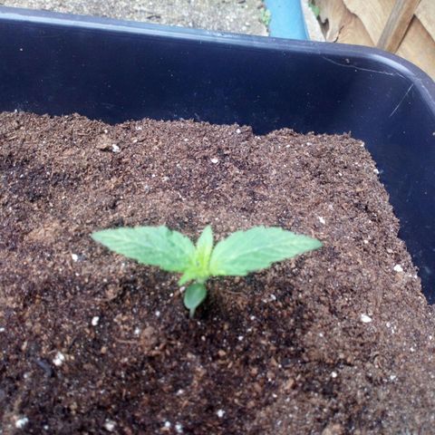 Princess Runtz  growlog photo: Shes looking good this morning,
I am going to start to put her outside in the day time as the sun is out properly now, when it gets dark ill put her under the marshydro ts600, then a couole of hours rest, well see how she goes 🪴🙏🏾💚🪴