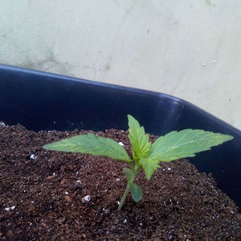 Princess Runtz  growlog photo: Shes was oitside all night, but she kooks good for it lol 😂 🪴 
