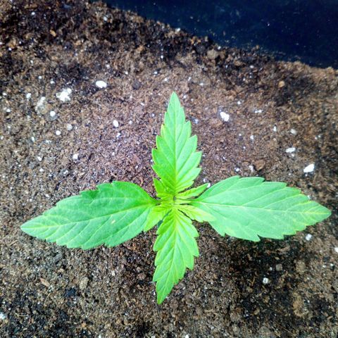 Princess Runtz  growlog photo: Shes been outside all week and shes looking good for it lol 😂 
