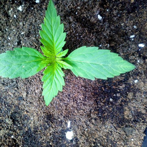 Princess Runtz  growlog photo: Shes been outside all week and shes looking good for it lol 😂 