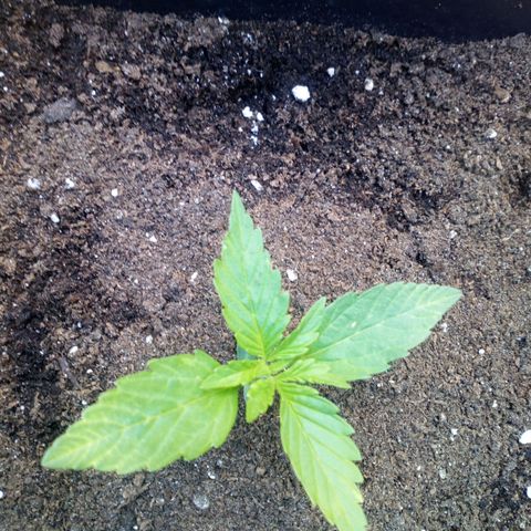 Princess Runtz  growlog photo: She's out enjoying the sunshine ☀ 💚🪴🙏🏾