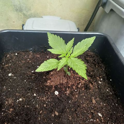 Princess Runtz  growlog photo: Watered her today with 1 litre of water 🪴I 💚