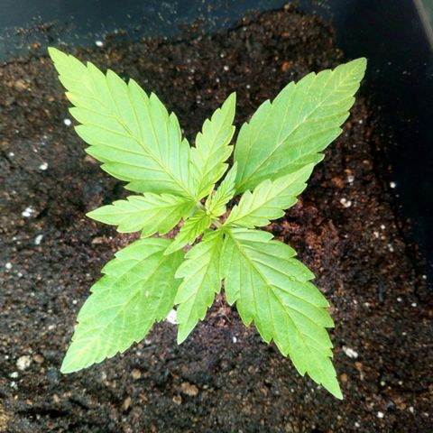 Princess Runtz  growlog photo: Watered her today with 1 litre of water 🪴I 💚