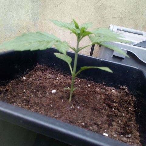 Princess Runtz  growlog photo: Tomorrow is going to be her first feed, 