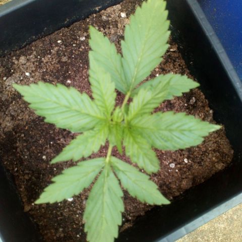 Princess Runtz  growlog photo: Tomorrow is going to be her first feed, 
