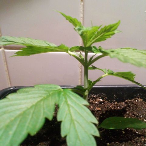 Princess Runtz  growlog photo: Princess is doing good 🙏🏾