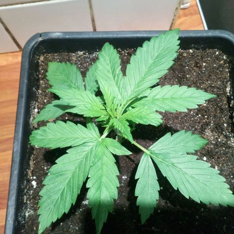 Princess Runtz  growlog photo: Princess is doing good 🙏🏾