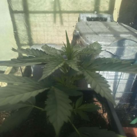 Princess Runtz  growlog photo: Shes outside getting some rays and fresh air, i think i had the led a bit closer than she wanted and she was looking a bit heat 🔥 stressed, once i put her outside in her little greenhouse shes thriving, the humidity is good and temps are good with the flap open and ive got her on the bottom rung, when I put her in at first, I put her at the top of her greenhouse and i closed th3 flap as its quite windy, when I went to check on her the tem0s were way in the 90s and humidity was way up zo i moved her down stairs and shes good as gold 🥇 🙏🏾💚🌱