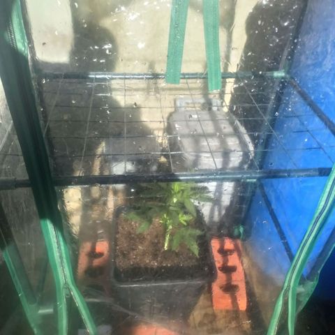 Princess Runtz  growlog timeline photo
