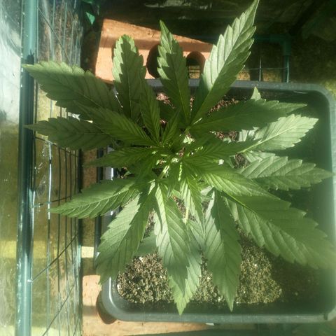 Princess Runtz  growlog photo: Shes outside getting some rays and fresh air, i think i had the led a bit closer than she wanted and she was looking a bit heat 🔥 stressed, once i put her outside in her little greenhouse shes thriving, the humidity is good and temps are good with the flap open and ive got her on the bottom rung, when I put her in at first, I put her at the top of her greenhouse and i closed th3 flap as its quite windy, when I went to check on her the tem0s were way in the 90s and humidity was way up zo i moved her down stairs and shes good as gold 🥇 🙏🏾💚🌱