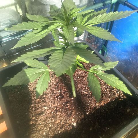 Princess Runtz  growlog photo: Shes outside getting some rays and fresh air, i think i had the led a bit closer than she wanted and she was looking a bit heat 🔥 stressed, once i put her outside in her little greenhouse shes thriving, the humidity is good and temps are good with the flap open and ive got her on the bottom rung, when I put her in at first, I put her at the top of her greenhouse and i closed th3 flap as its quite windy, when I went to check on her the tem0s were way in the 90s and humidity was way up zo i moved her down stairs and shes good as gold 🥇 🙏🏾💚🌱
