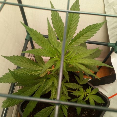 Princess Runtz  growlog photo: I think. Shes in week 1 of flower lol 😂 