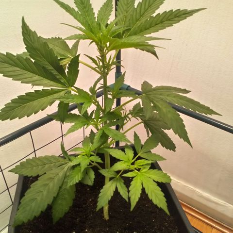 Princess Runtz  growlog photo: I think. Shes in week 1 of flower lol 😂 