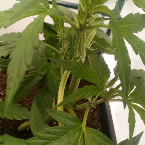 Princess Runtz  growlog photo: Shes definitely started to flower, yay, lol, I'm going to start her on the advanced nutrients ph perfect sensi bloom, and big bud on Her next feed, so far she doesn't look hungry so I'll see 💚