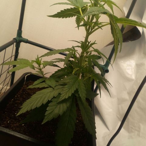 Princess Runtz  growlog photo: Shes definitely started to flower, yay, lol, I'm going to start her on the advanced nutrients ph perfect sensi bloom, and big bud on Her next feed, so far she doesn't look hungry so I'll see 💚
