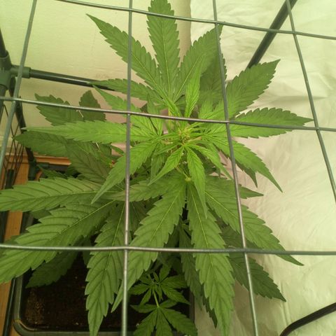 Princess Runtz  growlog photo: Shes flowering nicely 💚shes had het first bloom feed w8th a Big Bud chaser lol