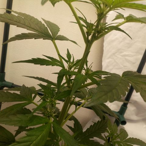 Princess Runtz  growlog photo: Shes flowering nicely 💚shes had het first bloom feed w8th a Big Bud chaser lol